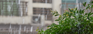 Newtons wet weather gardening tips